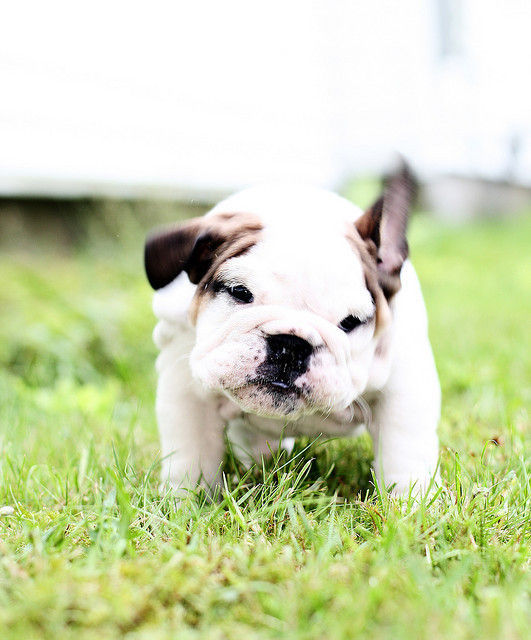 fuckyeahbulldog:  … (by Donal Boyd) 