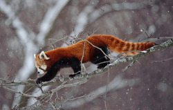 aww, a red panda. :3 i want one so bad. :/