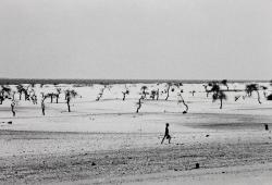 Lake Faguibine photo by Sebastião Salgado,