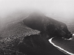 Chinstrap Penguins, Bailey Head, Deception