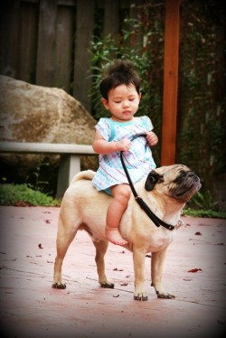 Omfg i want a pug!