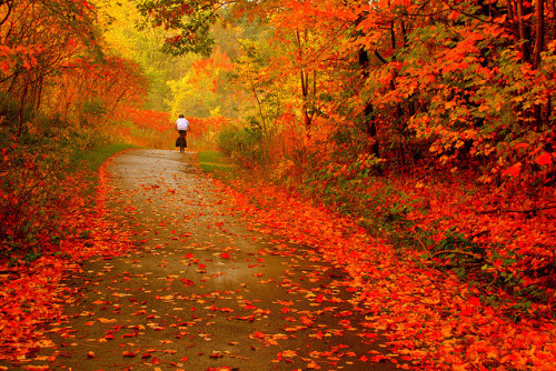 Autumn Ride ! | Scarborough, Ontario, Canada© Peter Lu