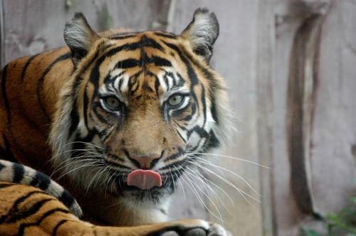 theanimalblog:  A Tiger at London Zoo taken adult photos