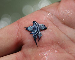  This brilliant Blue Sea Slug is beautifully adapted for life floating upside down in the sea and is often found with the beautiful blue jellyfish Porpita. Blue Sea Slugs feed almost exclusively on the tentacles of Bluebottles,Physalia species. Interestin