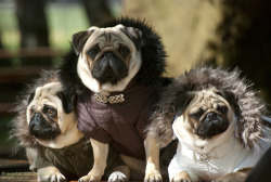 girlsgotafacelikemurder:  PUG LYFE YO! 