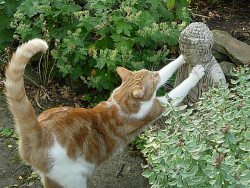 cybergata: Backyard Buddhist Cat 