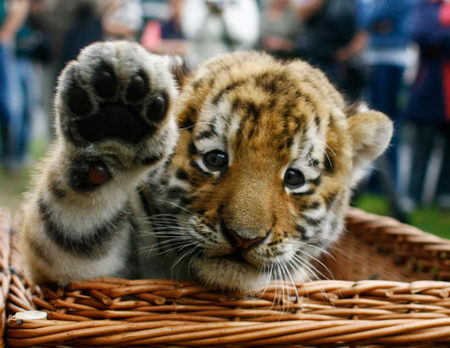 hellocute:  Tiger says “Hi”