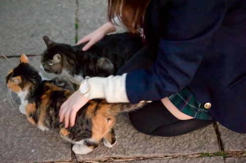 yuria: 子猫ちゃんと子猫ちゃんと子猫ちゃん (via yuriaP)