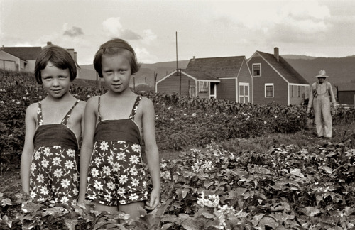 Homesteaders’ daughters in a potato field, Tygart Valley, West Virginia photo by John Vachon, 1939via: shorpy