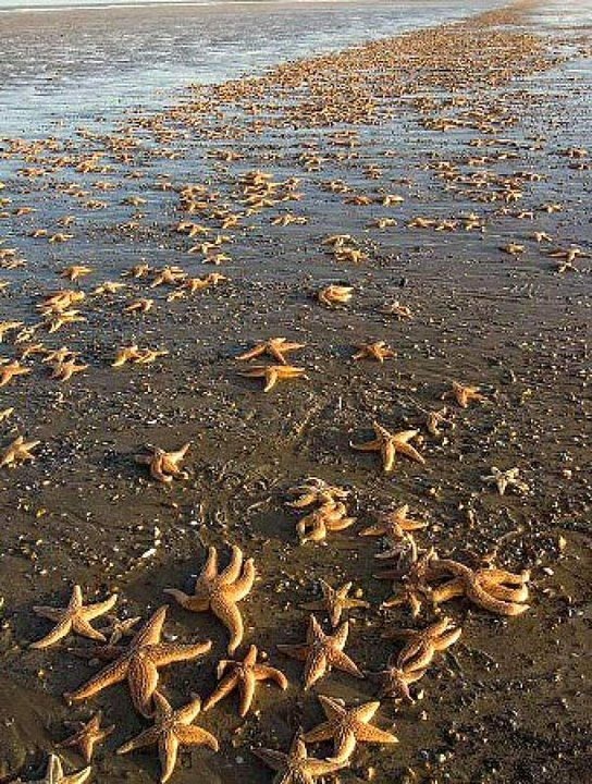 lelfe:    An old man walked across the beach until he came across a young boy throwing