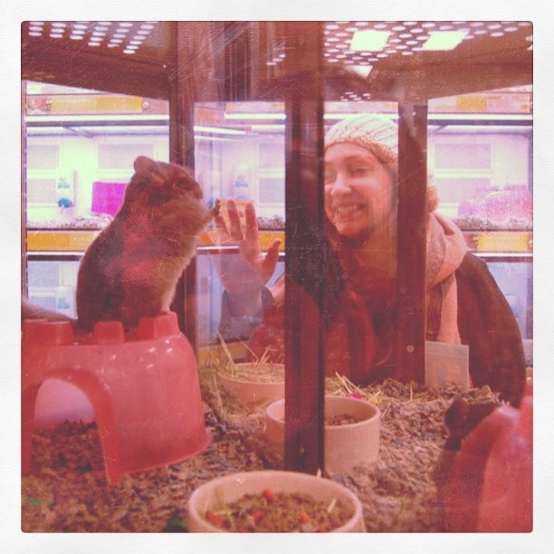 tb0t:  tender moments with a Chinchilla  .. we stood around as people tried to get