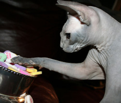fuckyeahhairlesscats:  My Heart (by ganners)  omg I want a sphynx and some sweethearts for Valentine&rsquo;s Day.