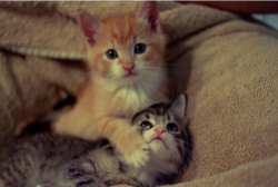 If Graham and I were kittiesss.