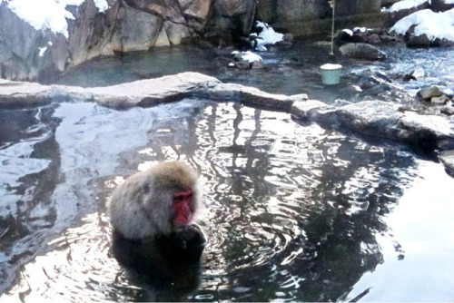 monkey hot tub