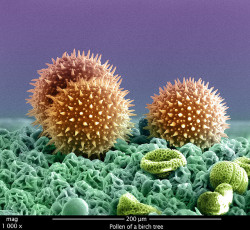 scipsy:  Pollen of Birch Tree (by FEI Company)