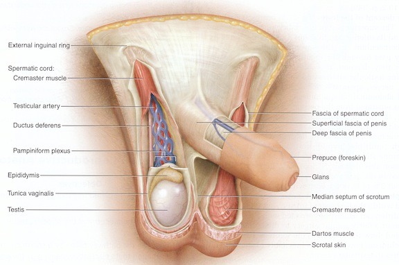 Foreskin is only now being seen in US text books. Boys would have never know their