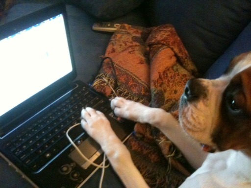 renee-dee:  gus tumbling   I CAN&rsquo;T WAIT TO MAKE PUPPY (REDHAWK&rsquo;S