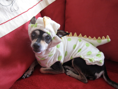 YES.  all the time YES to my passive aggressive dog who is too large to fit into her dino suit
