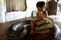 ivelysse90:  brokeneyes:  SETBO VILLAGE, Cambodia - Being responsible parents, rice farmer Khuorn Sam Ol and his wife might not be expected to be keen on having their child play with a 16-foot-long, 220-pound snake. Yet they are unflustered that their