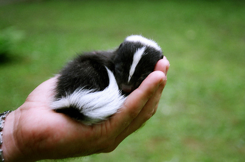 fuckyeahbabyanimals:  You know, for all the bad press skunks get, this guy doesn’t seem so bad.  I FUCKING LOVE SKUNKS.