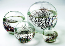  “Inside these sealed glass balls live