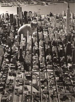 firsttimeuser:  Alfred Gescheidt from Henri Dauman. Pictures cat on Manhattan. 1964 