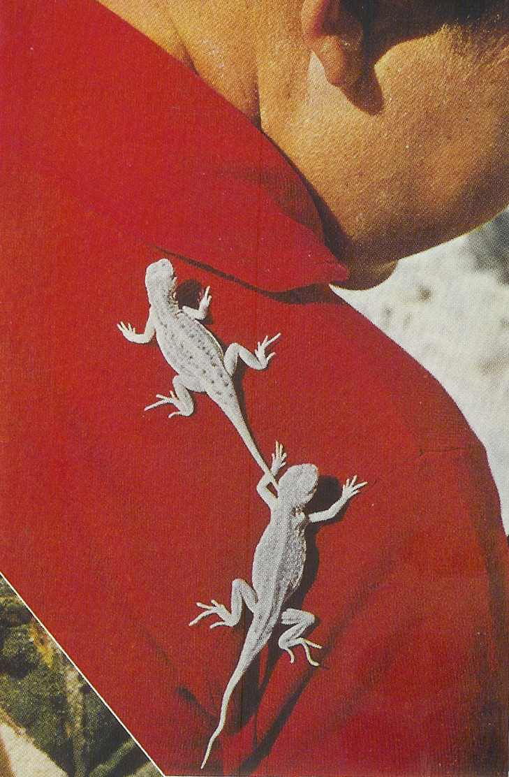 nationalgeographicscans:Holbrookia (lesser earless lizards), White Sands National