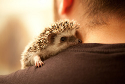 kleine-stern-diaries:  Cutie Hedgehog!!!