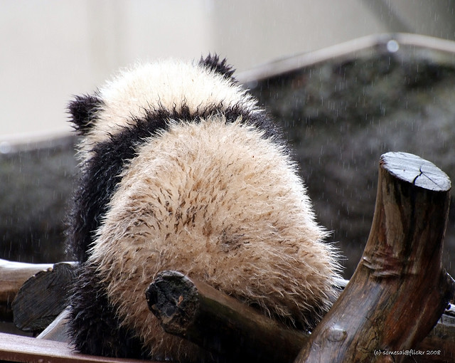 fuckyeahgiantpanda:  Zhen Zhen sitting in the rain at the San Diego Zoo on March