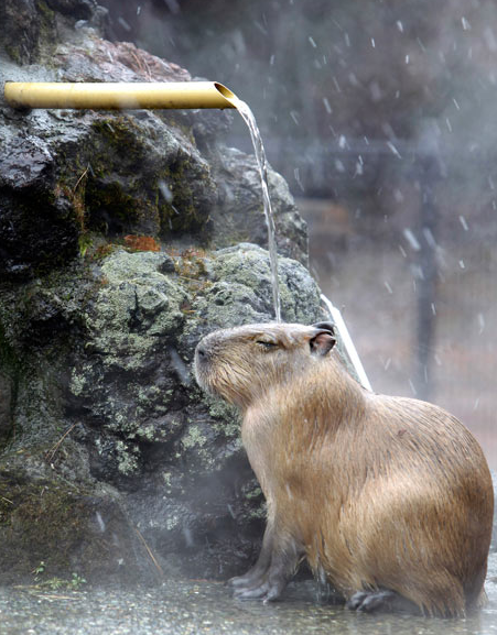 yungsang:  カピバラ温泉   A capybara sits under stream of hot water cascading