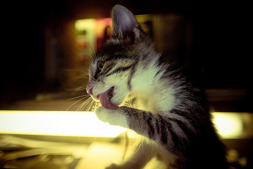 kittiesntitties.tumblr.com/post/3312754689/