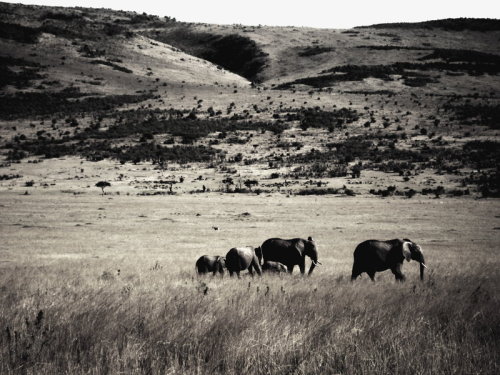 Elephants of the Masai by ~Kashmirichief on deviantART
