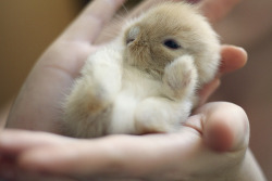 chicago-lollie:  nynebunnies:  baby bunny.