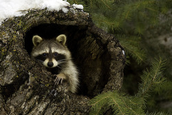 picture-perfect-world:  Raccoon Photo by Stephen Oachs 