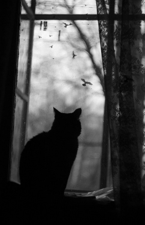 gildam:  Photo by Svoboda 