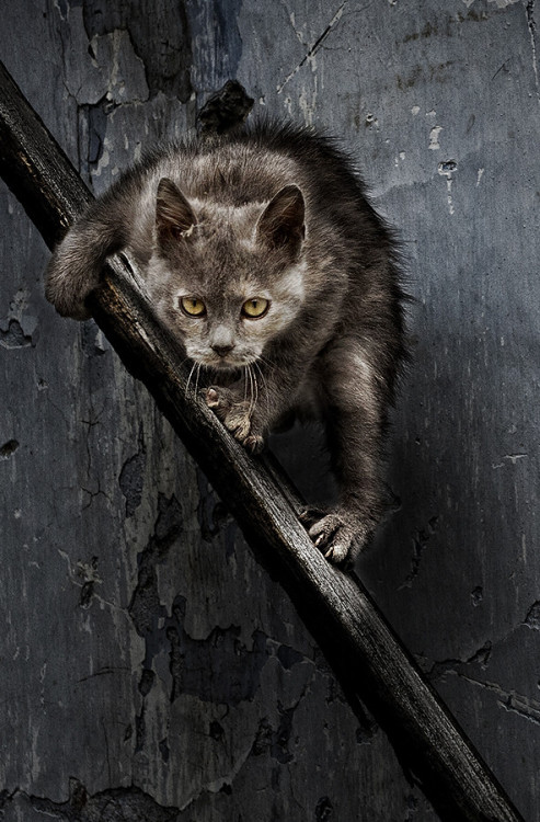 miezekatzen - demonic catamnemonic - 500px / Photo “Yeah I’m...