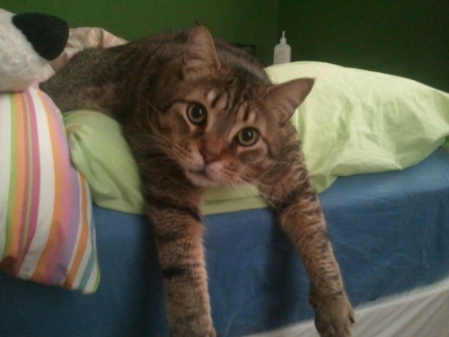 fuckyeahfelines:  Tumblr, meet Doofer. He’s my gentle giant<3 