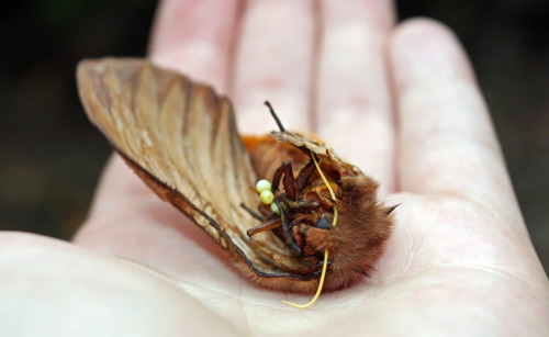 Cordyceps