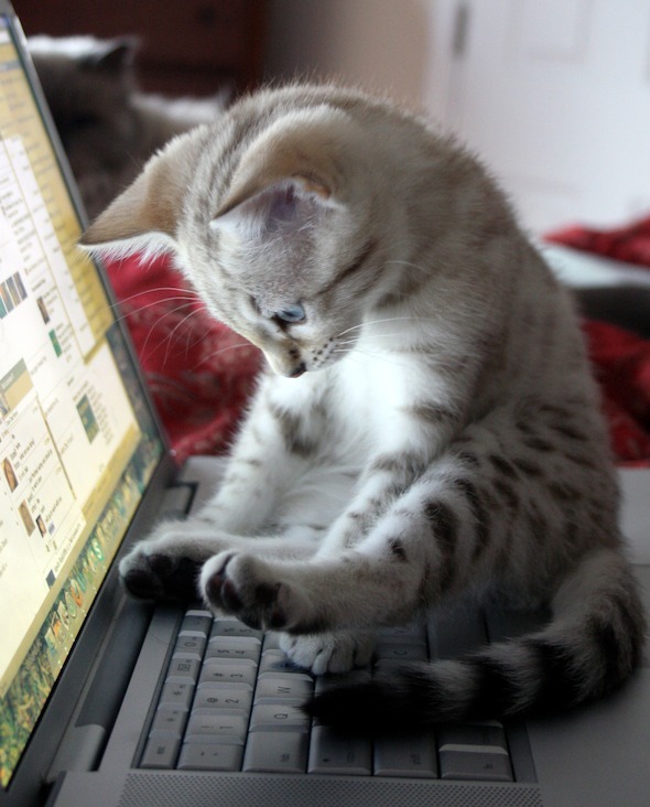 got kittens in paris and they suffer from realness