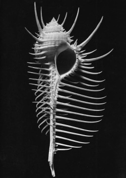 Murex Tenuispina Lam photo by Alfred Ehrhardt, 1941