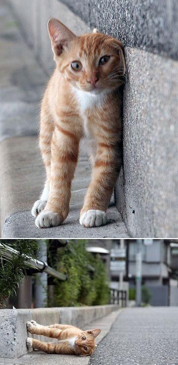 poochin:  raurublock:  oKfH9.jpg 