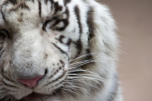themarveloustimes:  n’awwwwww it’s like a big ol’ kitteh c: 
