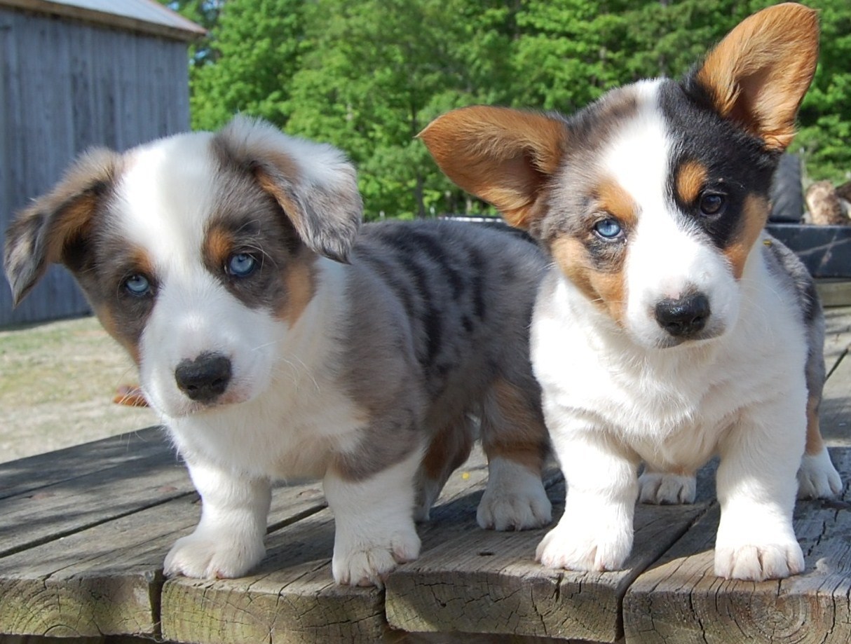 OCD: Obsessive Corgi Disorder, Thanks to ronstew for the alert – the