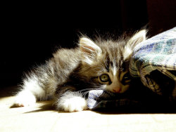 Kittenskittenskittens:  This Is Paco. (Source: Mgjs) 
