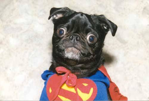 appledress:  mugsofpugs:  THIS FACE IS PRICELESS.  HERP  OH MY GOD.