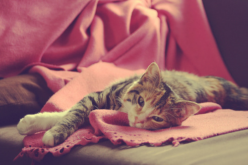 kittenskittenskittens