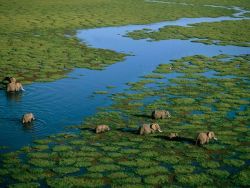 skysignal:  Amboseli National Reserve Photograph by George Steinmetz. Watered  by underground streams from Mount Kilimanjaro, the marshes and  grasslands of Amboseli National Reserve provide a dry-season refuge for  elephants that draw visitors to Kenya