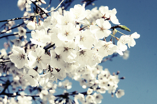 lovely-denee:  GETTING THIS TATTED ON ME =) 