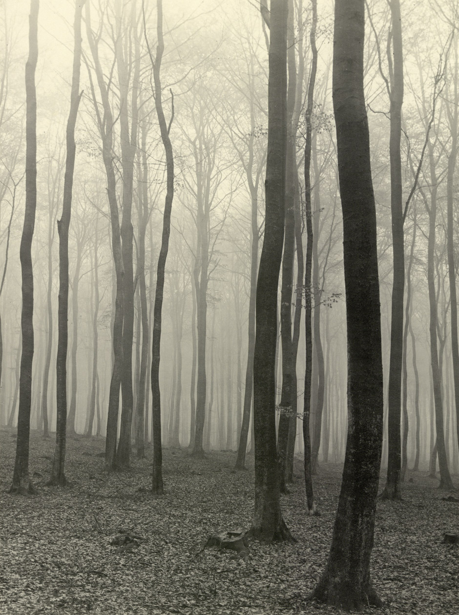 Beech forest in fog photo by Max Baur, sometime in the &lsquo;30s