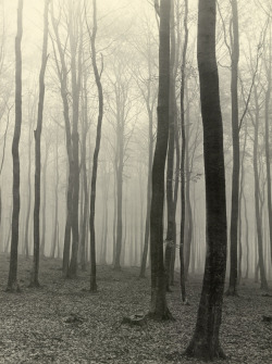 Beech forest in fog photo by Max Baur, sometime